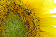 6th Aug 2015 - ~Sunflower~