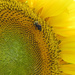 ~Sunflower~ by crowfan