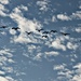 Geese by madamelucy