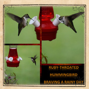 6th Aug 2015 - Hummingbird Braving the Rain (collage)