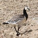 Barnacle Goose by oldjosh