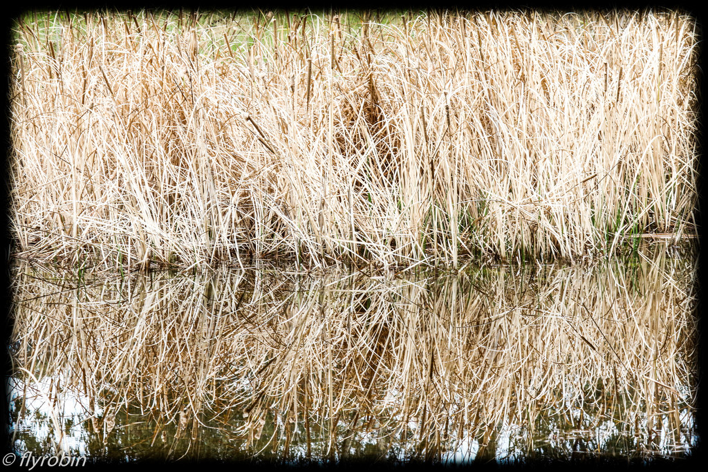 Dry reeds by flyrobin