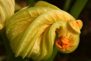 7th Aug 2015 - courgette flower