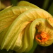 courgette flower by christophercox