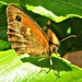 Gatekeeper Butterfly by wendyfrost