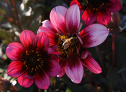 7th Aug 2015 - Flowers and a bee