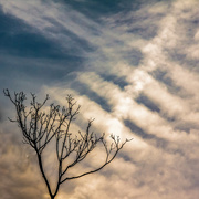 6th Aug 2015 - Dead Branch with Dramatic Clouds @ Sunrise