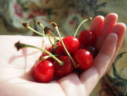 20th Jun 2015 -  its cherries