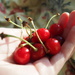  its cherries by inspirare
