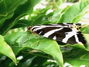 7th Aug 2015 - Jersey Tiger Moth (Euplagia quadripunctaria)