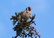 2nd Aug 2015 - Goldfinch