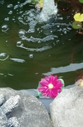 7th Aug 2015 - Pond Flower