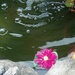 Pond Flower by jo38