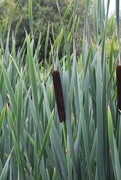 3rd Aug 2015 - Reed Mace