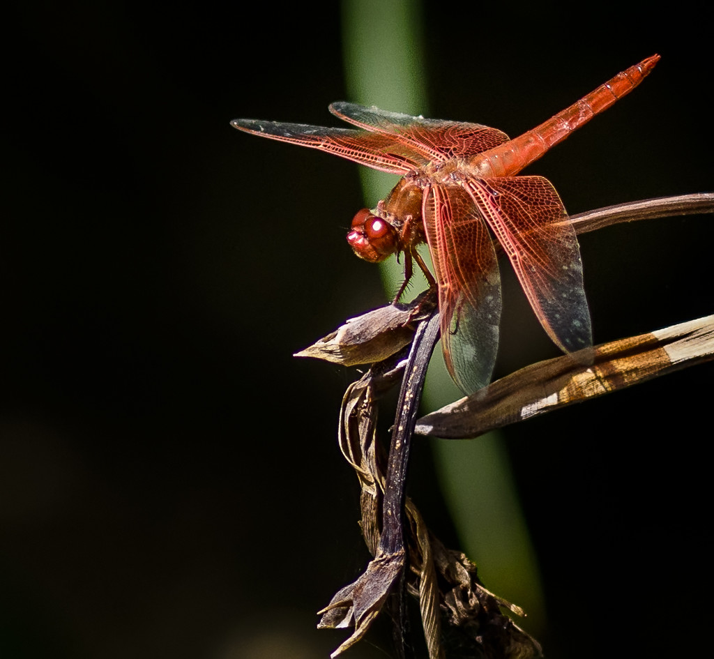 Dragonfly in Alice Keck Memorial Gardens  by jgpittenger