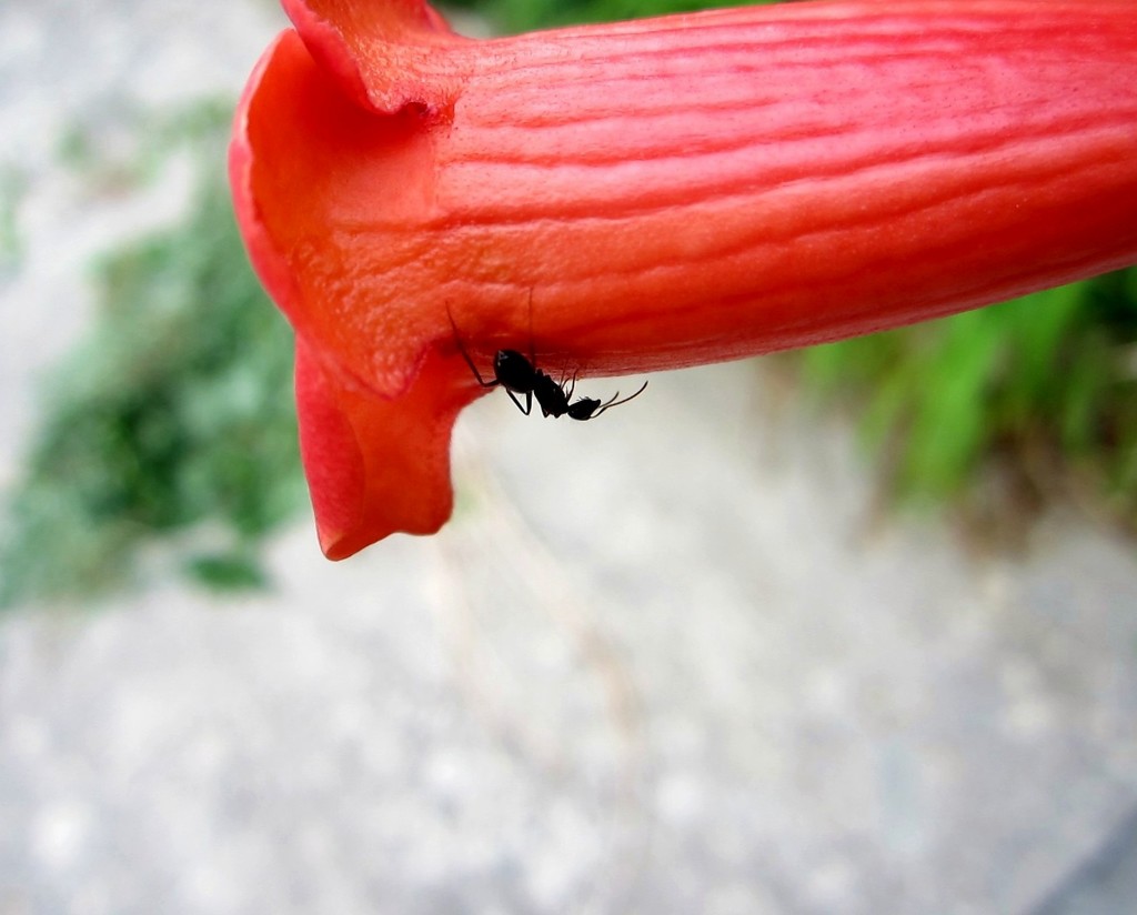 Cvijet i mrav by vesna0210