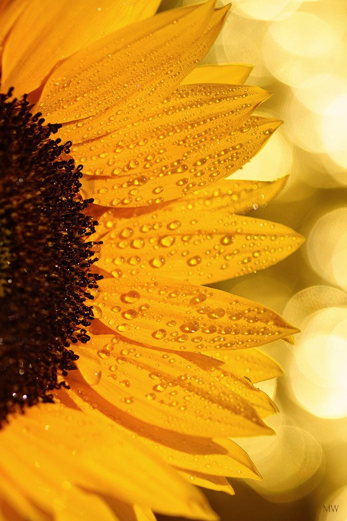 2015-08-07 sunflower by mona65