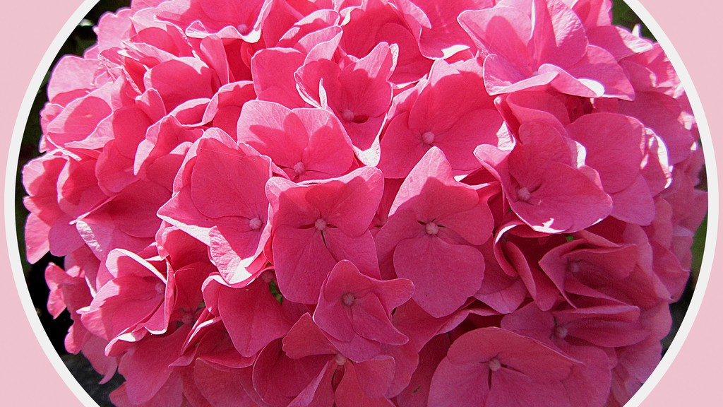 Pink Hydrangea. by grace55