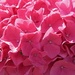Pink Hydrangea. by grace55