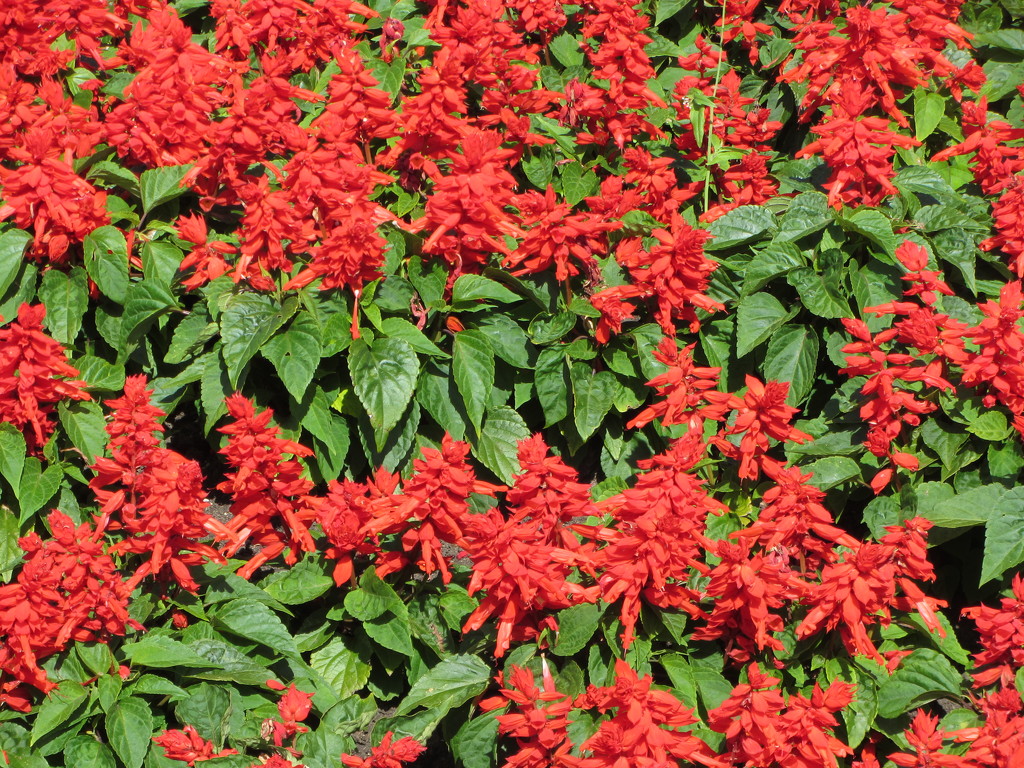 Red Salvia. by grace55