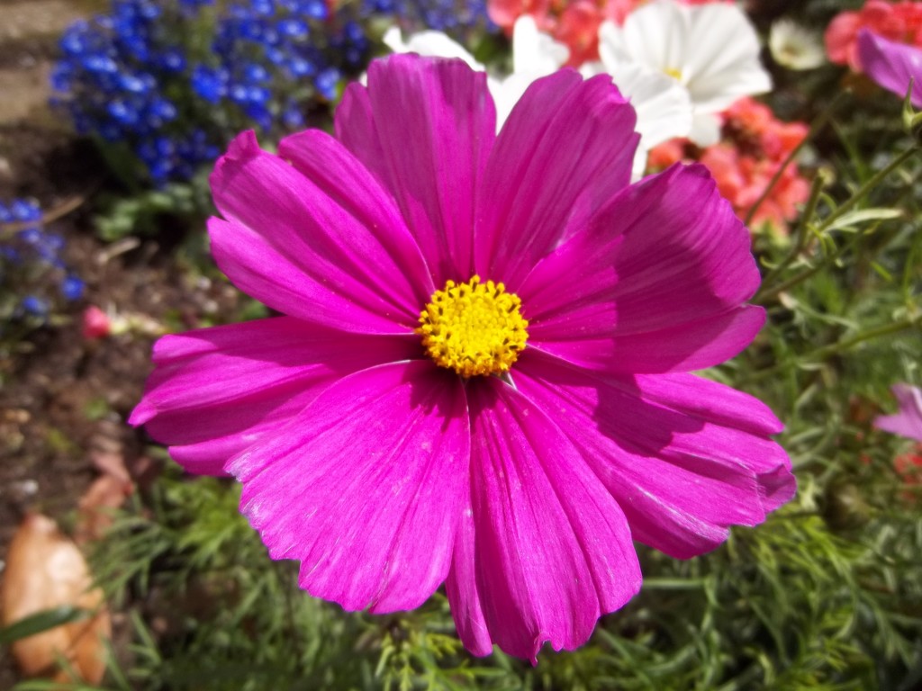 Deep pink Cosmos flower. by grace55