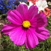 Deep pink Cosmos flower. by grace55