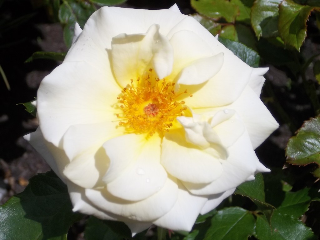 A cream sun kissed rose. by grace55