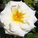 A cream sun kissed rose. by grace55