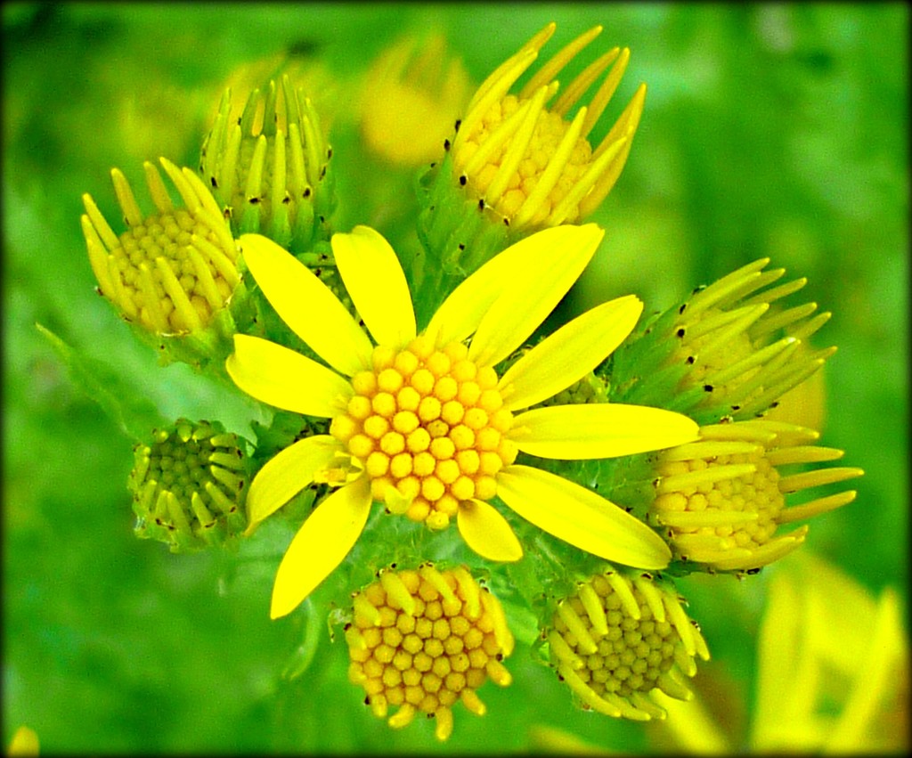 Humble Ragwort by countrylassie