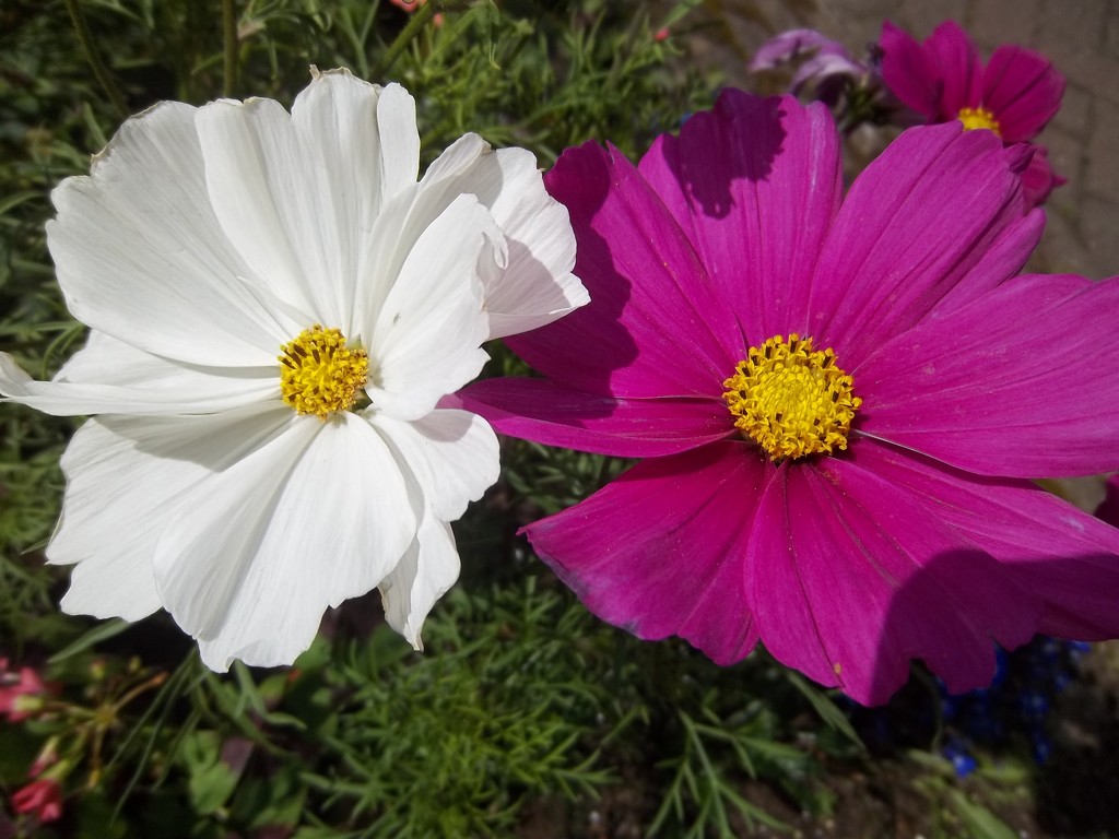 A white and a deep pink cosmos. by grace55