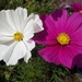 A white and a deep pink cosmos. by grace55