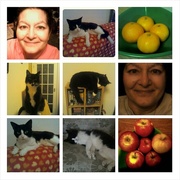 25th Jun 2015 - Grace55, fruit and my cats.