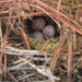 IMG_2386sparrow eggs by rontu
