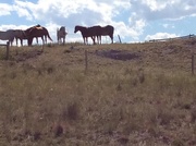 6th Aug 2015 - Horses in Wyoming