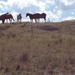 Horses in Wyoming by pandorasecho