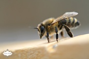 7th Aug 2015 - Honeybee