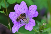 6th Aug 2015 - FLOWER AND BEE
