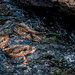 Headless ducks! by joansmor