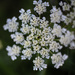 Queen Anne's Lace, Freelensed by sarahsthreads