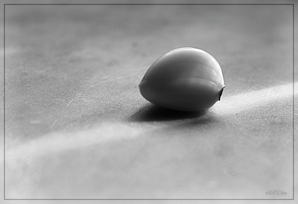 One Clove of Garlic by olivetreeann