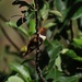 Rufous Hummingbird, New Mexico by annepann