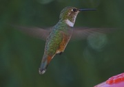 31st Jul 2015 - Female Rufous Hummingbird