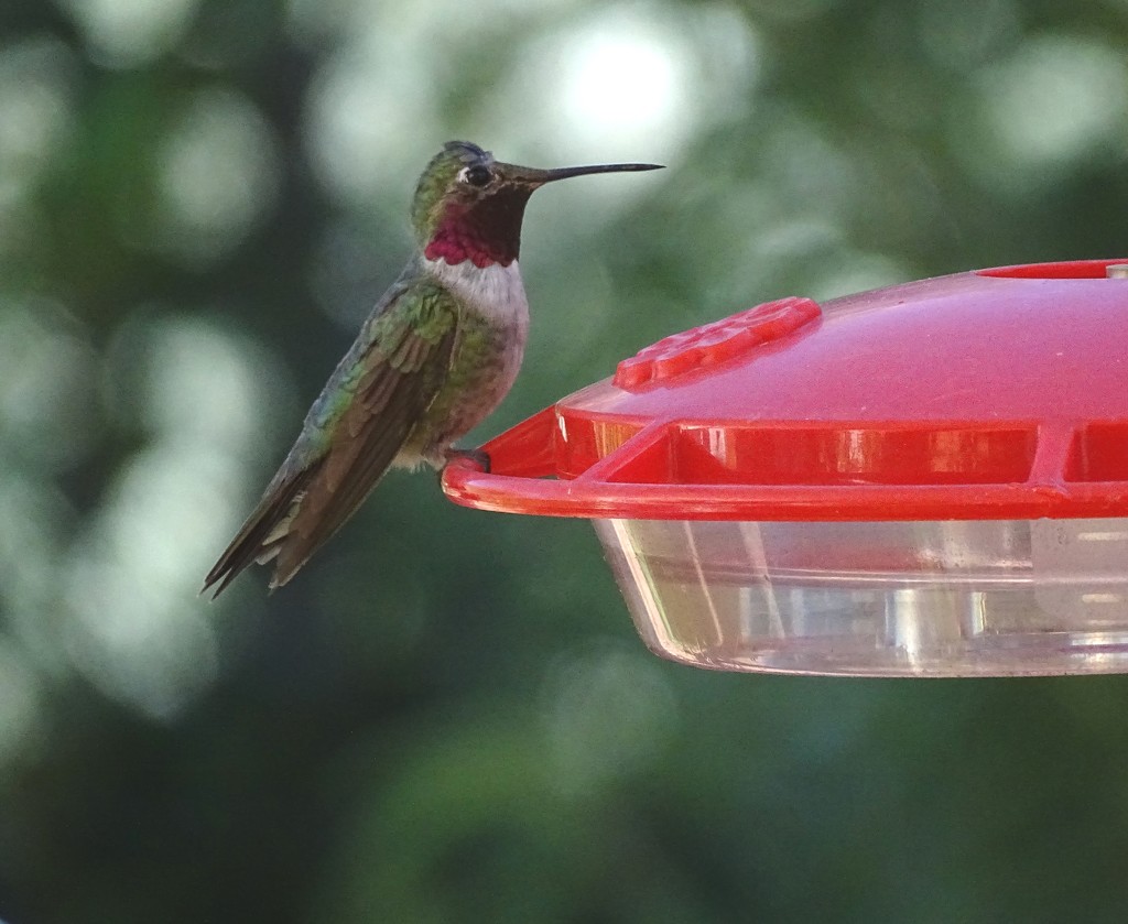 Broad-tailed Hummingbird, New Mexico by annepann