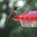 Broad-tailed Hummingbird, New Mexico by annepann