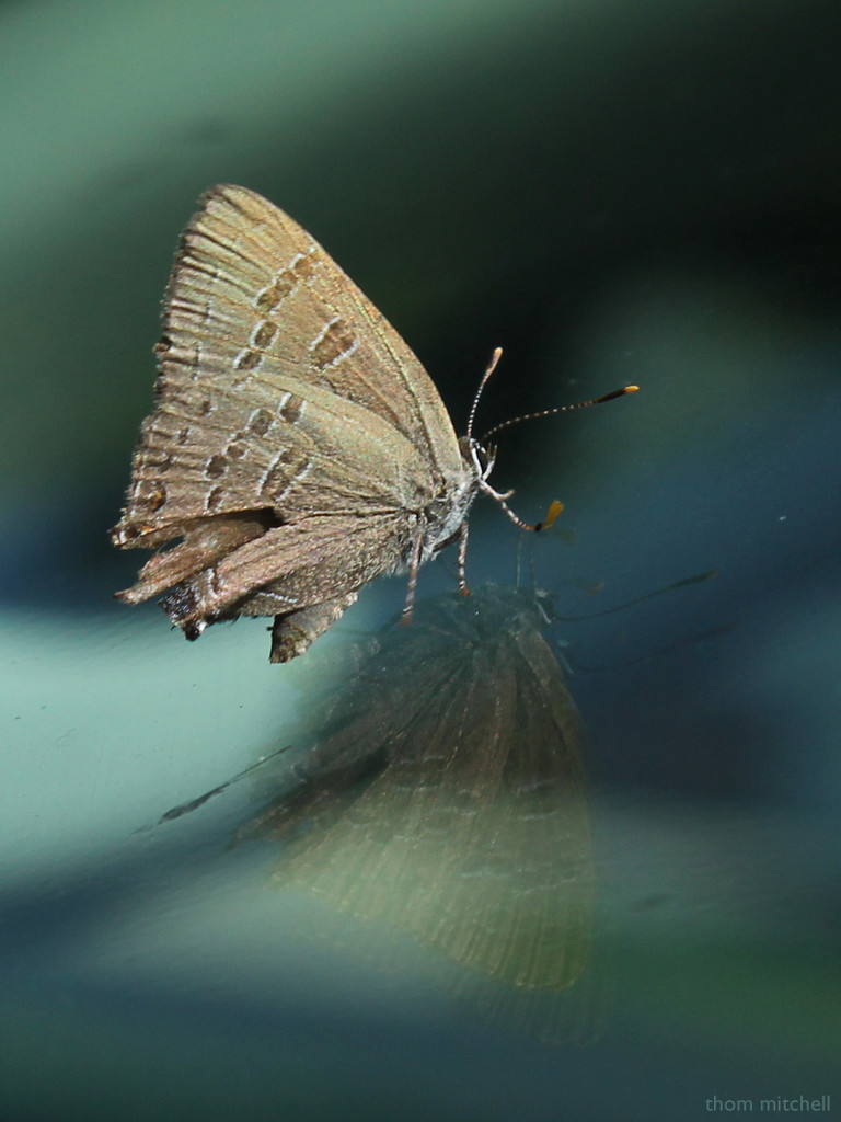 Banded Hairstreak (if a bit beaten up) by rhoing
