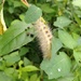 upside down caterpillar by wiesnerbeth