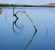 7th Aug 2015 - Reflections on the Ord River DSC_6284