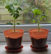 3rd Aug 2015 - Tomato plants.....