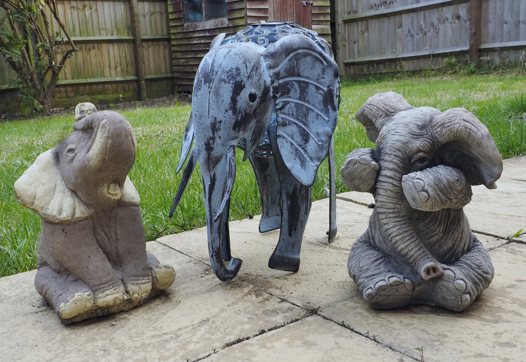 Elephants in my garden!!! by anne2013