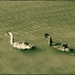 RUDE swans! by gigiflower